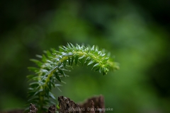 Phlegmariurus phlegmaria