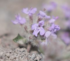 Ziziphora puschkinii