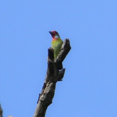 Psilopogon malabaricus