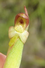 Disa densiflora