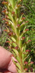Disa densiflora
