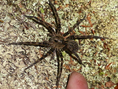Dolomedes dondalei