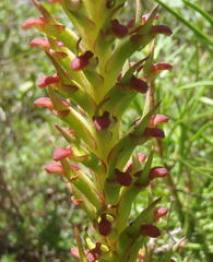 Disa densiflora