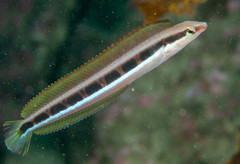 Aspidontus dussumieri