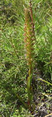 Disa densiflora