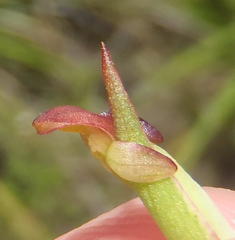 Disa densiflora