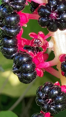Phytolacca acinosa