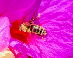 Apis mellifera