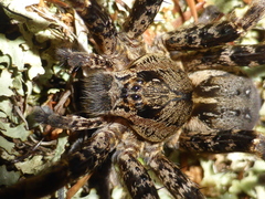 Dolomedes dondalei