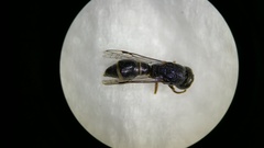 Subancistrocerus