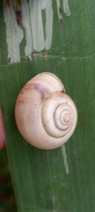 Monacha cantiana