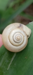 Monacha cantiana