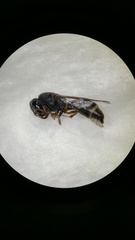 Subancistrocerus