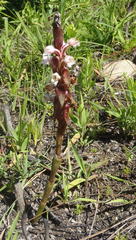 Satyrium acuminatum