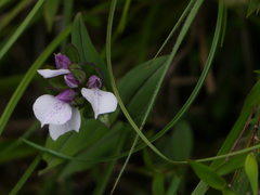 Brachycorythis wightii