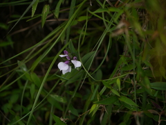 Brachycorythis wightii