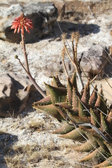 Aloe distans