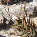 Aloe distans - Photo (c) jandutoit, μερικά δικαιώματα διατηρούνται (CC BY-NC)