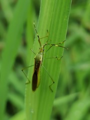 Leptocorisa chinensis