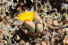 Conophytum bilobum