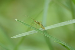 Leptocorisa chinensis