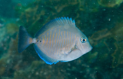 Prionurus maculatus