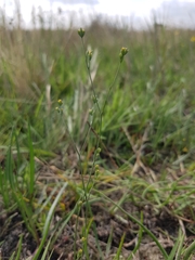 Bupleurum tenuissimum