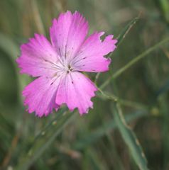 Dianthus caucaseus