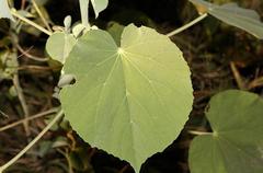 Abutilon angulatum macrophyllum