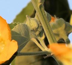 Abutilon angulatum macrophyllum