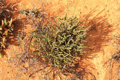 Crassula muscosa muscosa