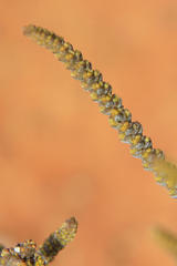 Crassula muscosa muscosa