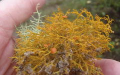 Teloschistes inflatus