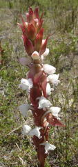 Satyrium acuminatum