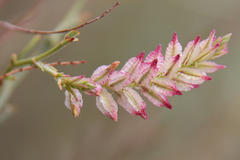 Dyerophytum africanum