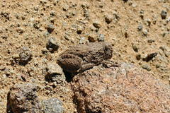 Trachypetrella anderssonii