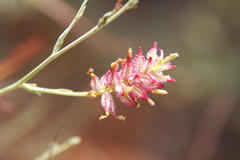 Dyerophytum africanum