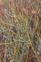 Dyerophytum africanum