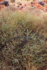 Dyerophytum africanum