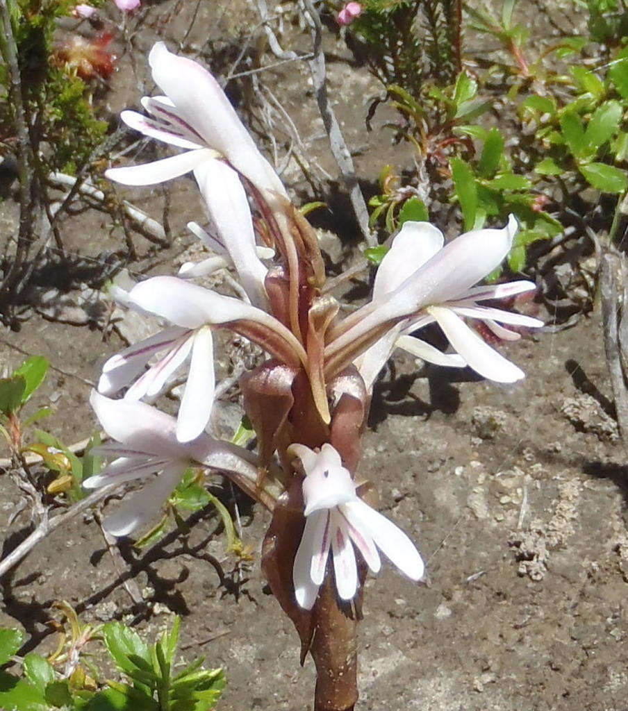 Satyrium longicolle