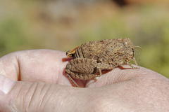 Trachypetrella anderssonii