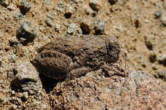 Trachypetrella anderssonii