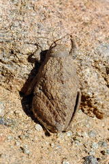 Trachypetrella anderssonii