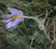 Pulsatilla violacea