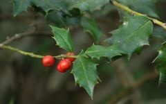 Ilex colchica