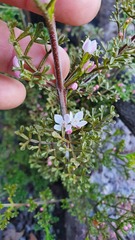 Cyanothamnus anemonifolius variabilis