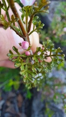 Cyanothamnus anemonifolius variabilis