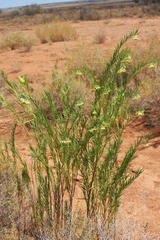 Gomphocarpus fruticosus fruticosus