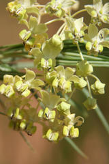 Gomphocarpus fruticosus fruticosus