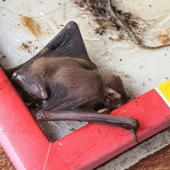 Chiroptera